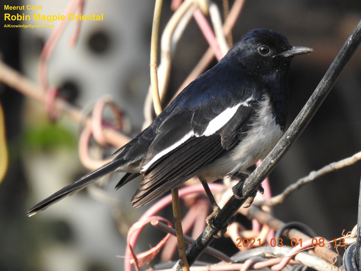 Magpie Robin (110) Coming Soon